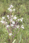 Manyflower beardtongue